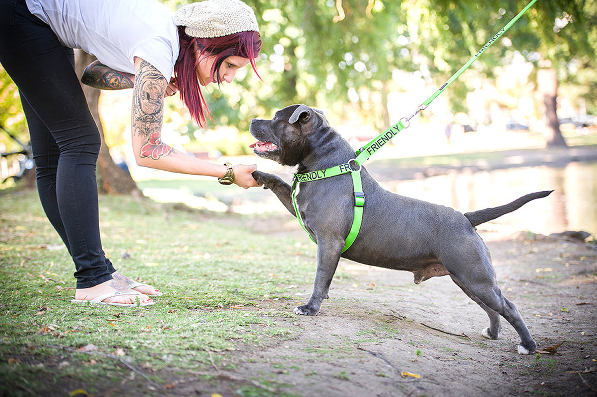 Non Pull Harness SERVICE DOG Blue Safety Heavy Duty Secure Harness or Lead Set