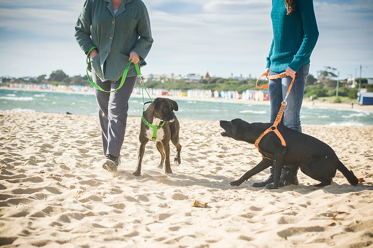 NO DOGS Orange Walking Canine Nylon Non Pull Control Dogs Harness or Lead Set