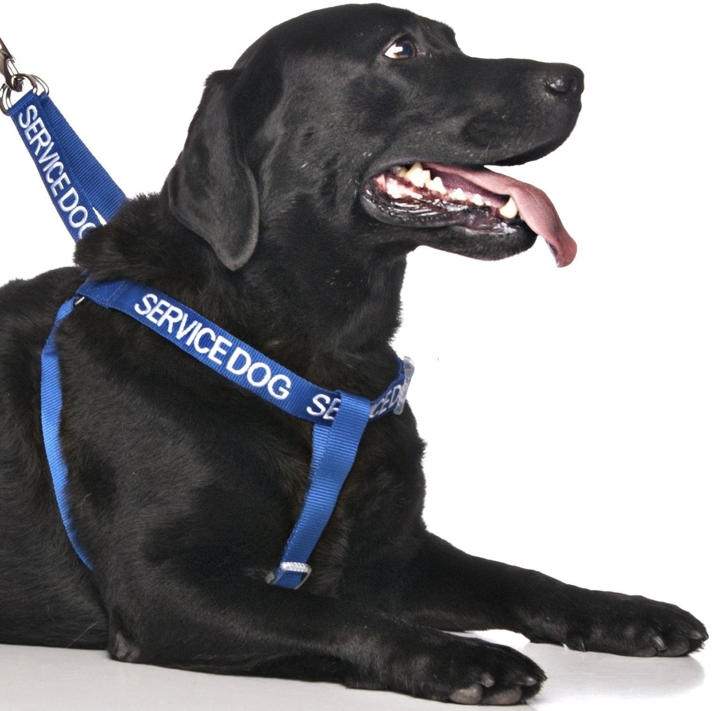 Non Pull Harness SERVICE DOG Blue Safety Heavy Duty Secure Harness or Lead Set