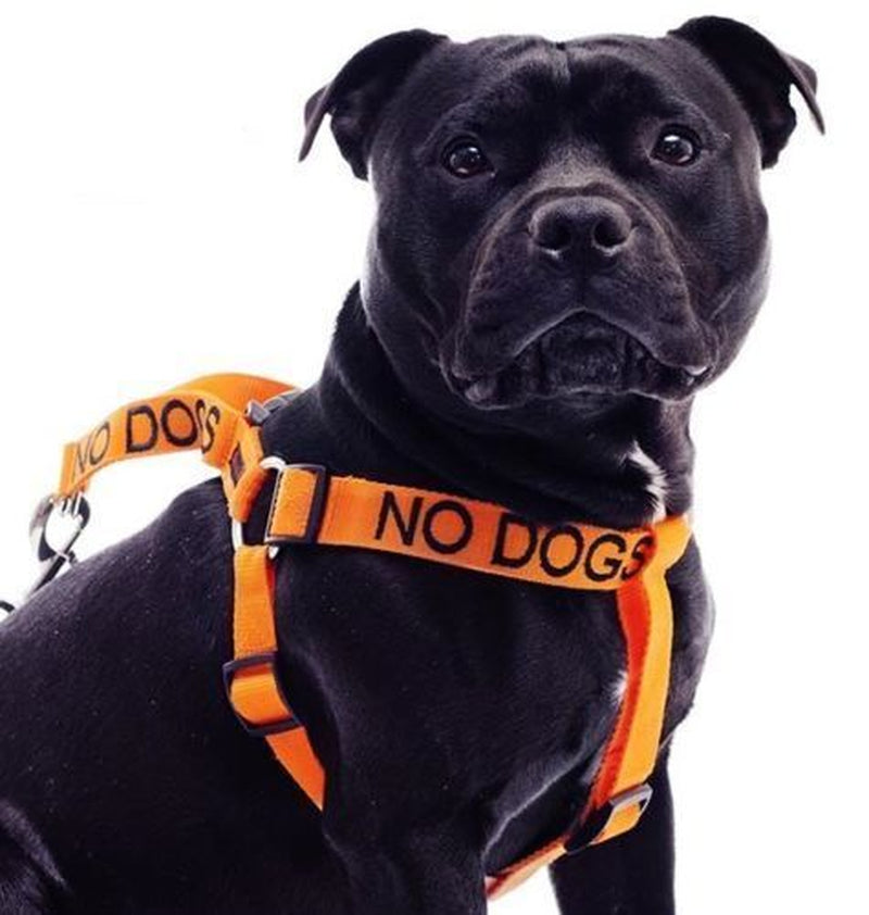 NO DOGS Orange Walking Canine Nylon Non Pull Control Dogs Harness or Lead Set