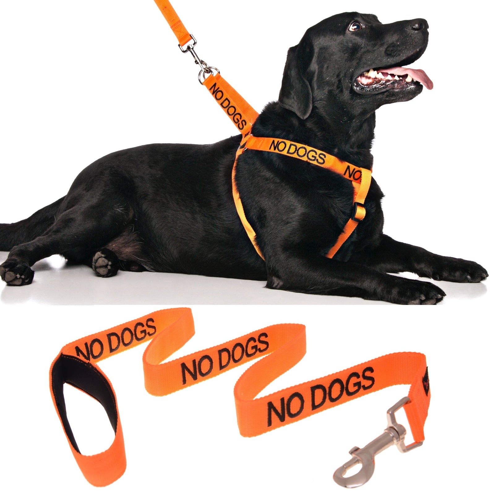 NO DOGS Orange Walking Canine Nylon Non Pull Control Dogs Harness or Lead Set