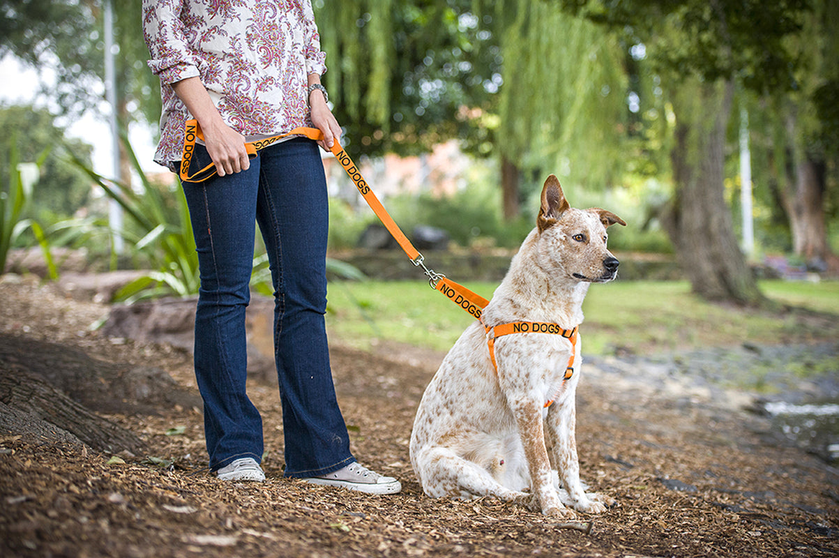 NO DOGS Orange Walking Canine Nylon Non Pull Control Dogs Harness or Lead Set