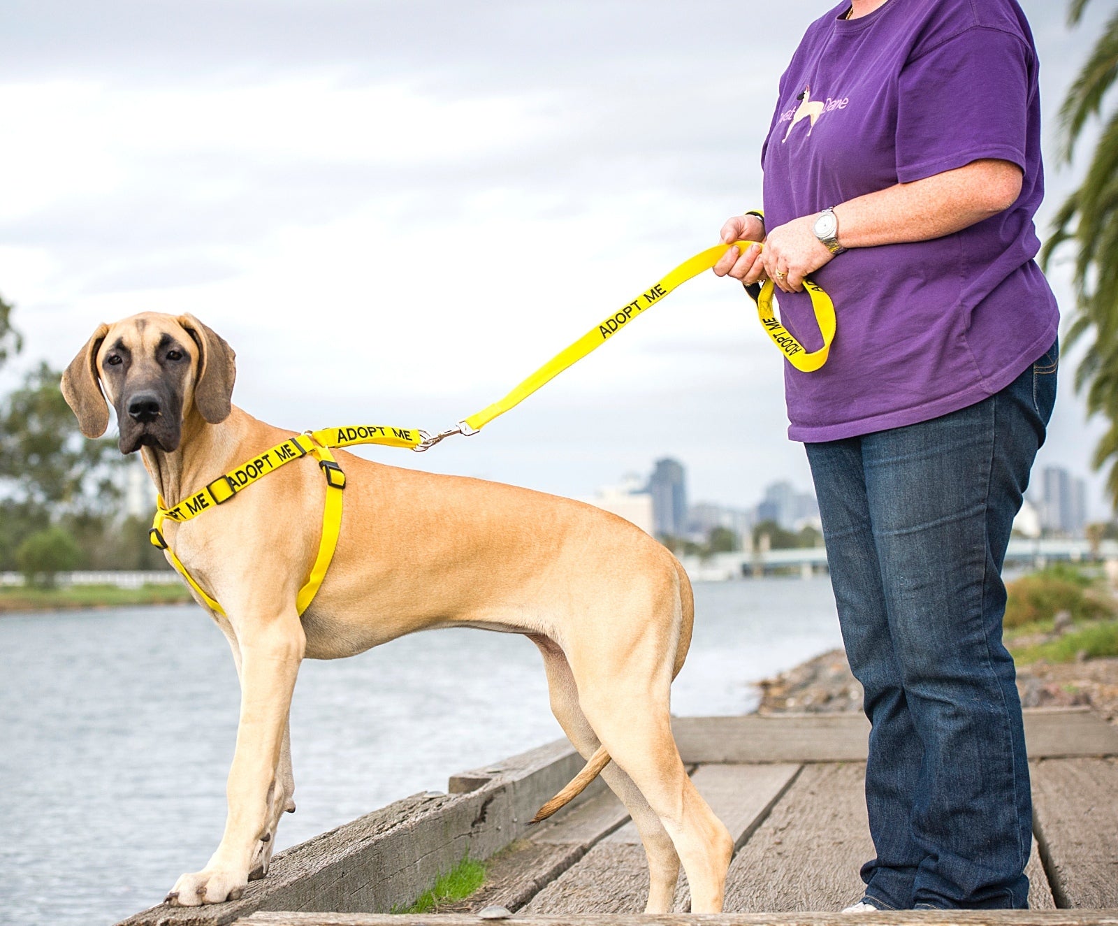 Non Pull Harness SERVICE DOG Blue Safety Heavy Duty Secure Harness or Lead Set